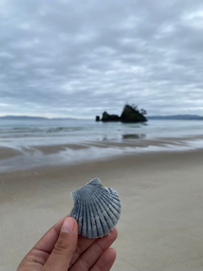 Coromandel loop