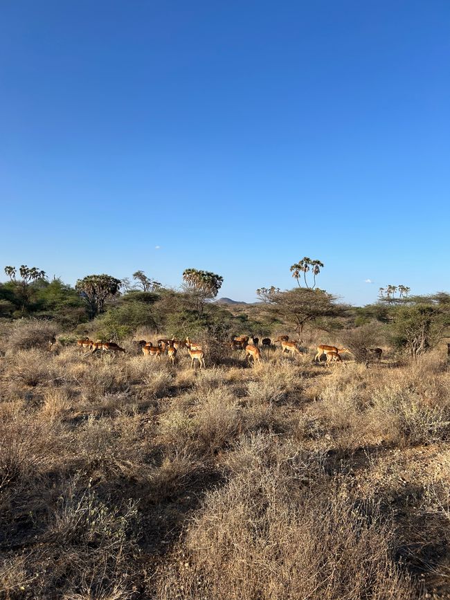 Leoni, elefanti, giraffe e compagnia nel Samburu