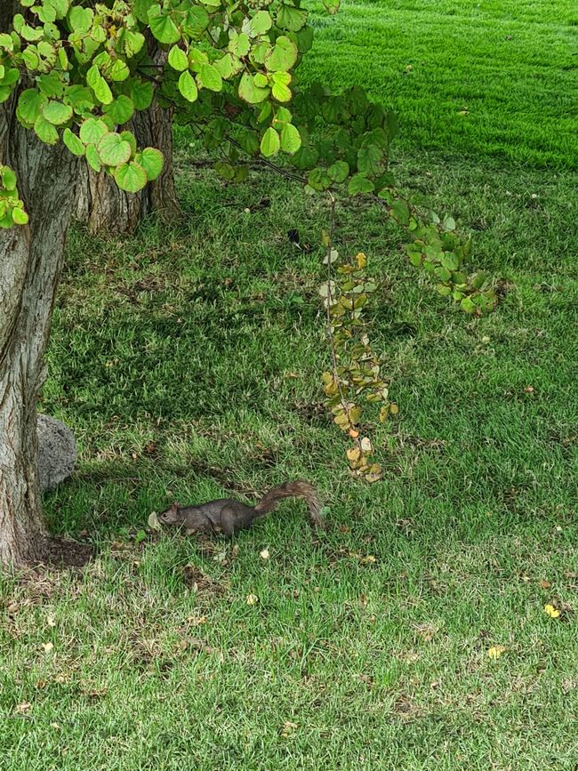 Schwarze Eichhörnchen