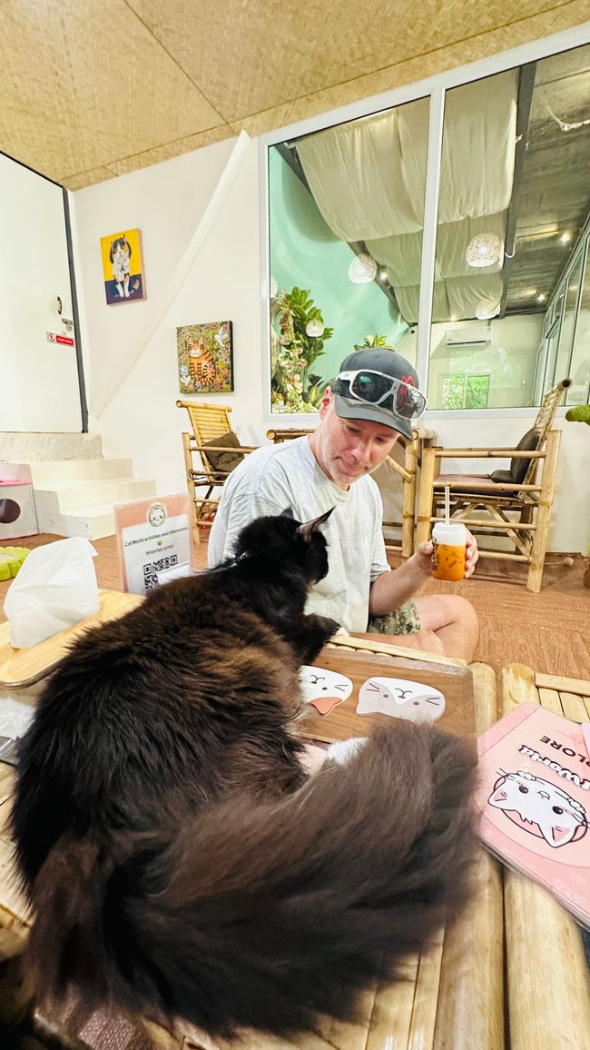 Cafè dei gatti e Mondo Cabybara