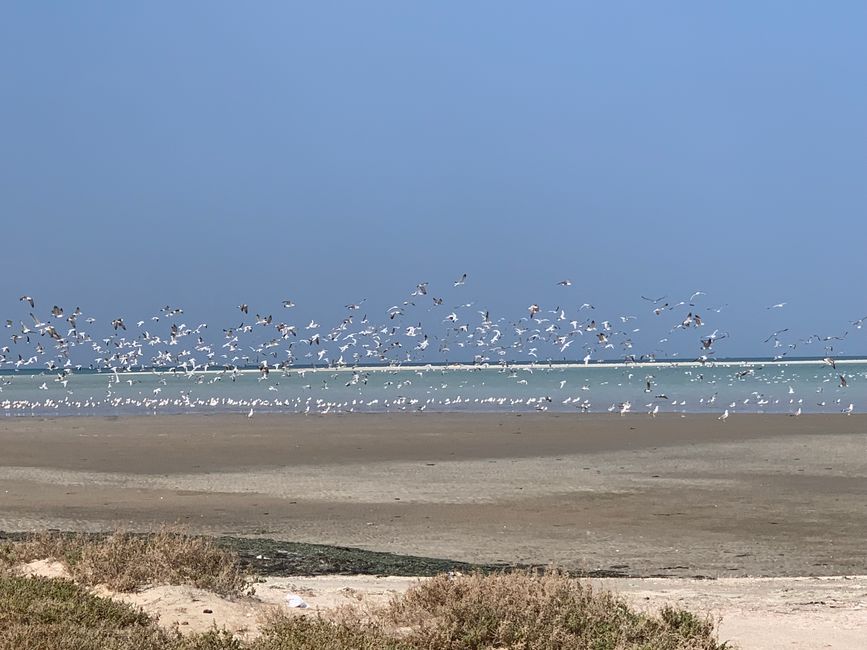Isola di Masirah
