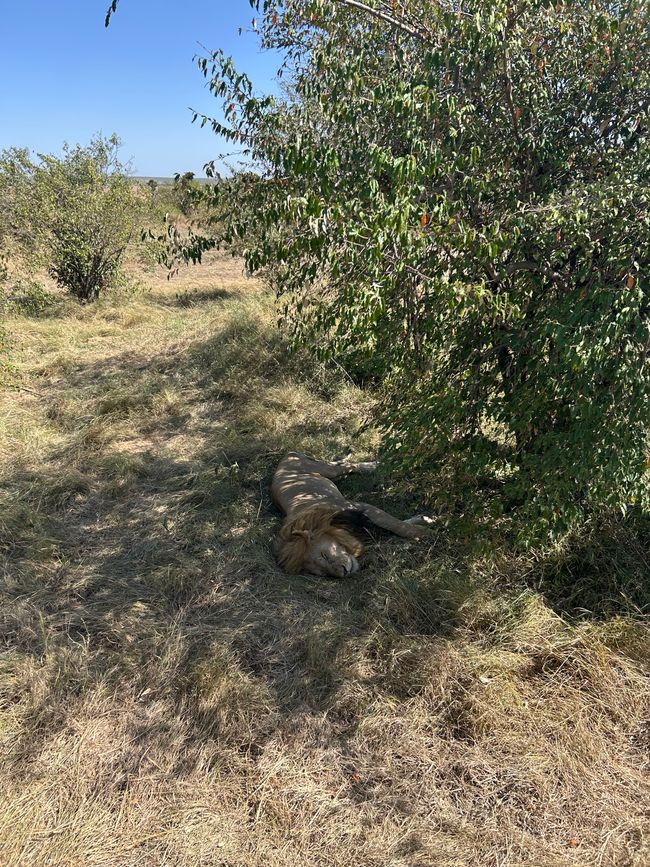Masai Mara - La grande avvistamento di animali
