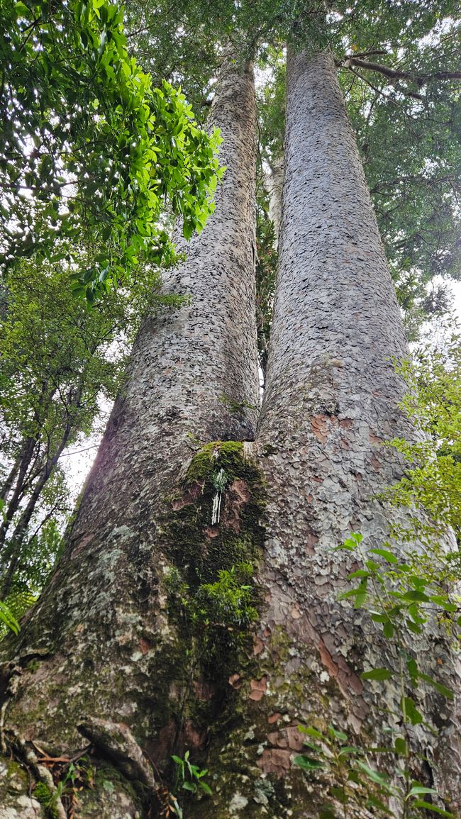 Hahei - The 309 Road - Coromandel