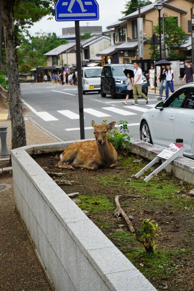 Über Nara nach Kyoto