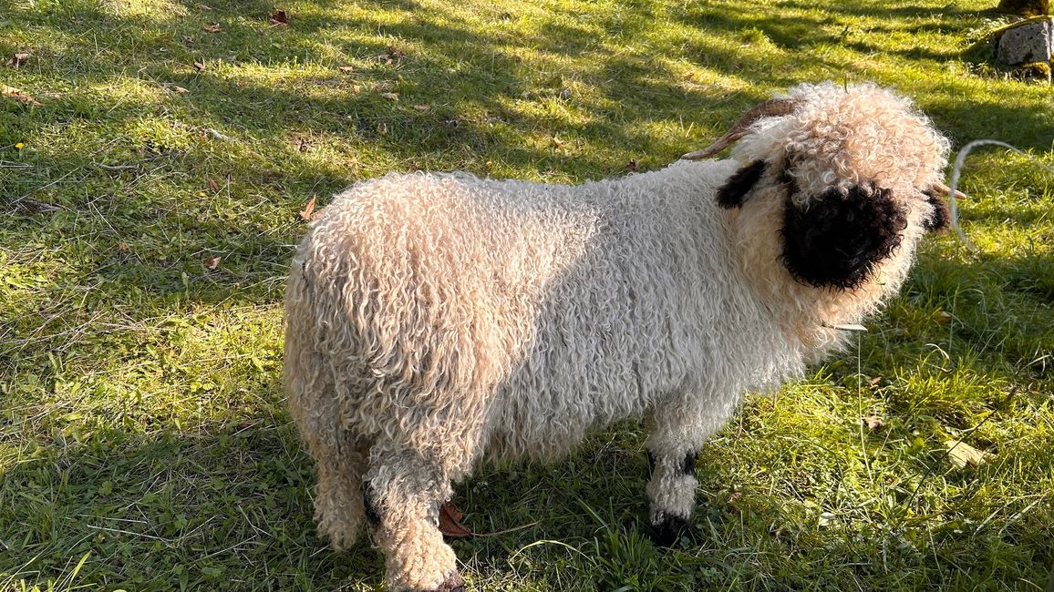 Tierische Begegnungen 2