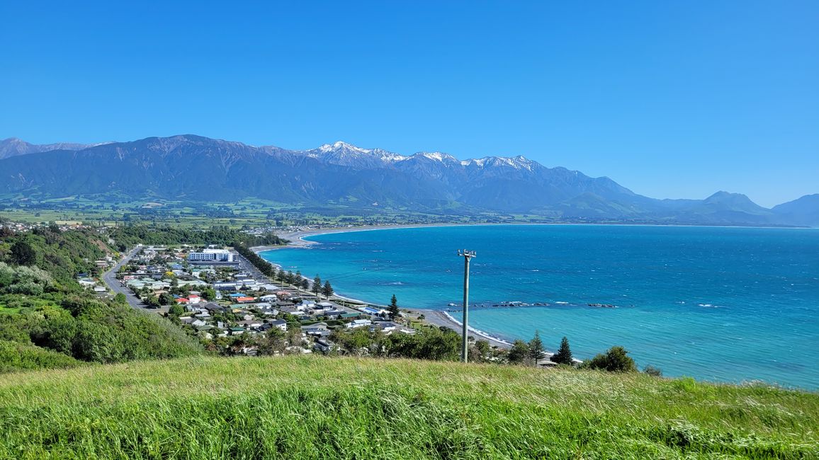 „Animal Watching“ in Kaikoura – Part Two (Seals, No Whales & Dolphins? - but Sheeps!)