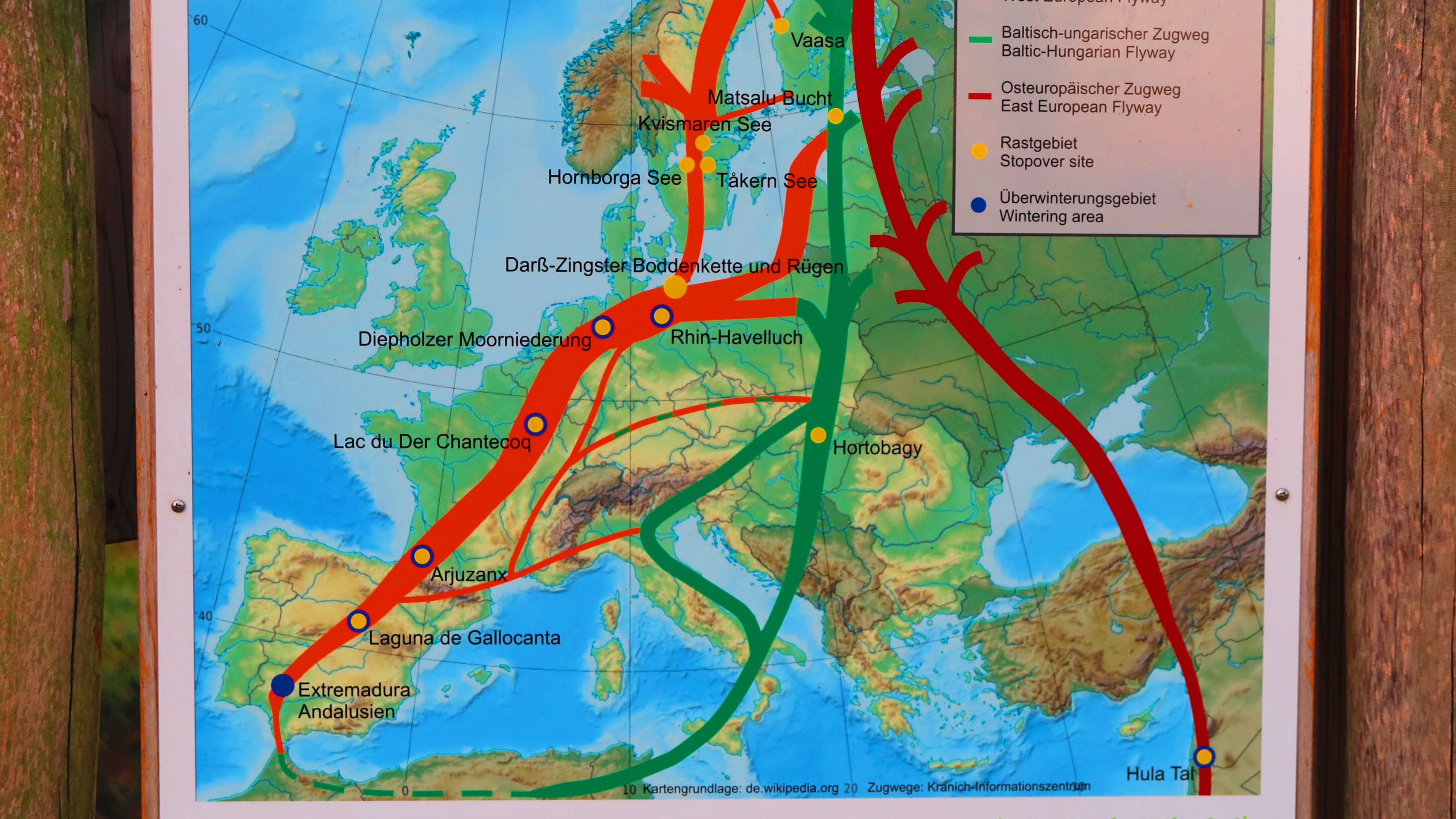 Diverse rotte dei grù