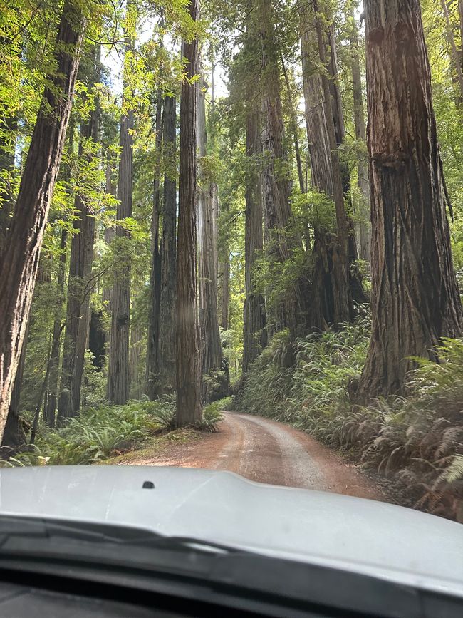 North Californian redwoods