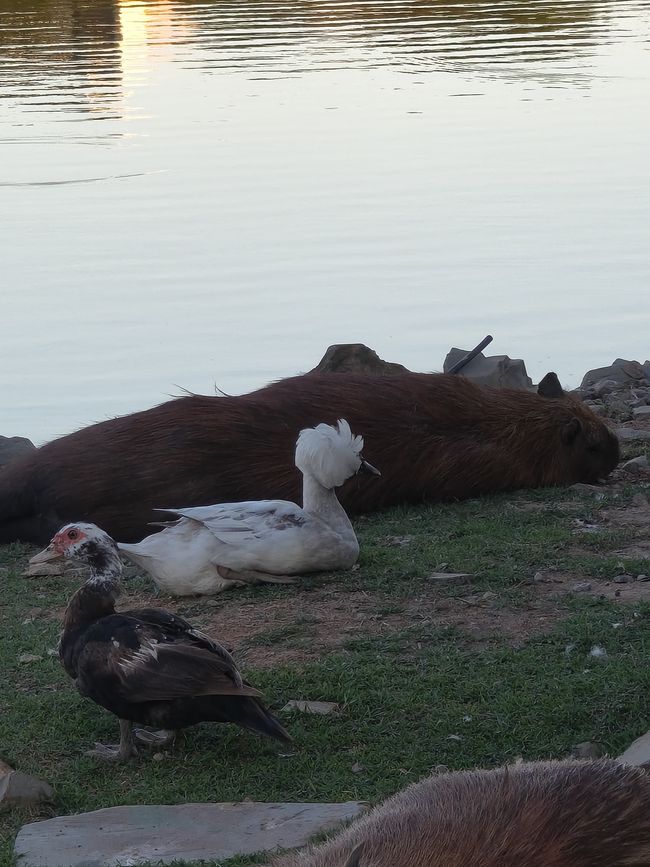 ¡Pato peludo!