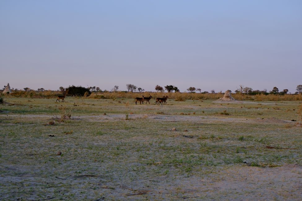 Delta del Okavango 🇧🇼