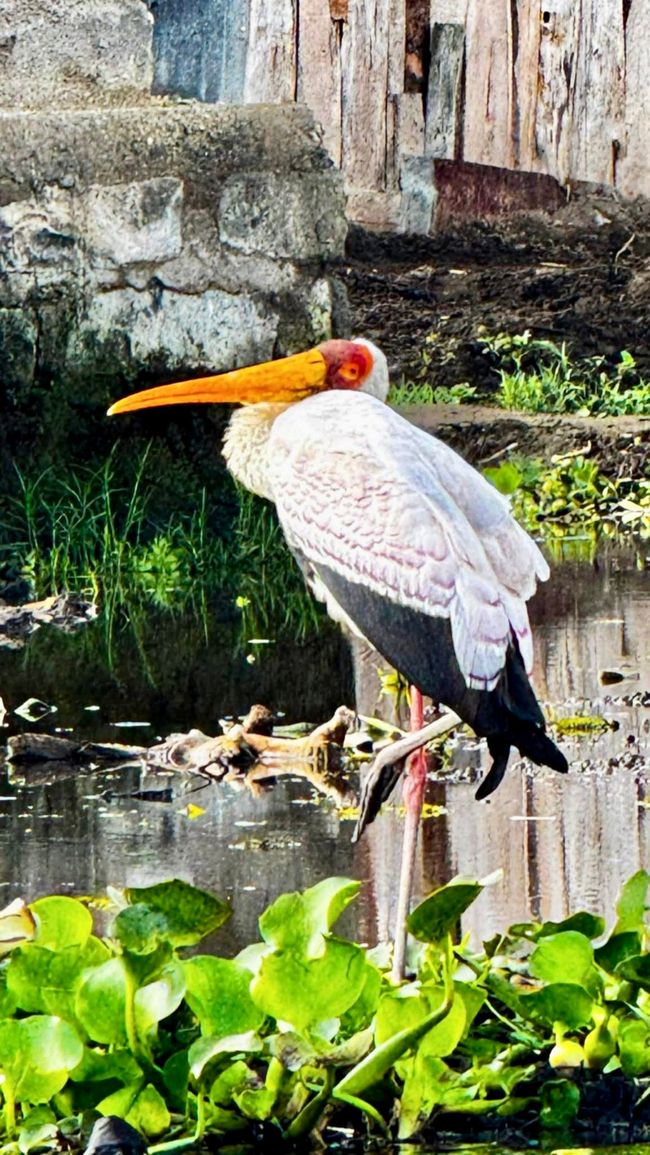Flamingo tented camp at Lake Nakuru
