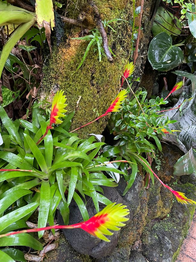 Kyoto Botanical Garden