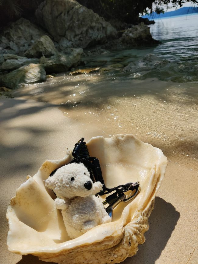 Travis ai Triton Bay Divers: Squali e altro