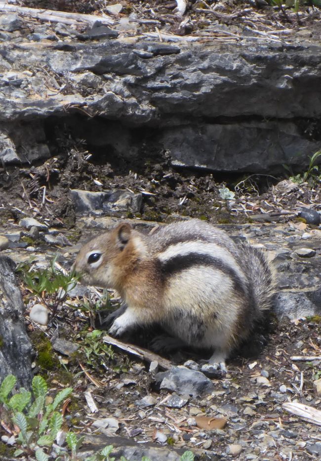 2025-06-19 sur l'Icefields Parkway de Jasper à Lake Louise, CA