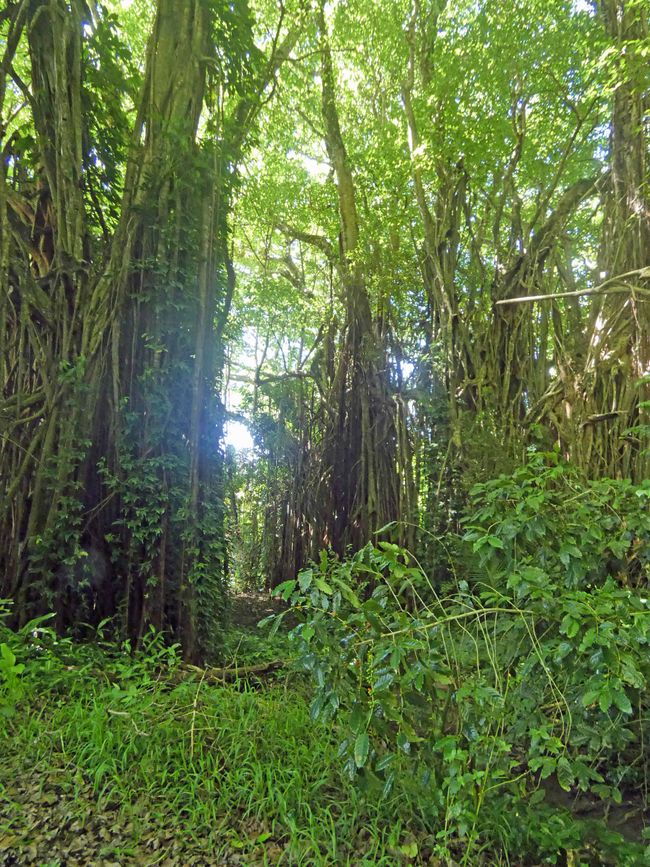 Adamstown, Pitcairn