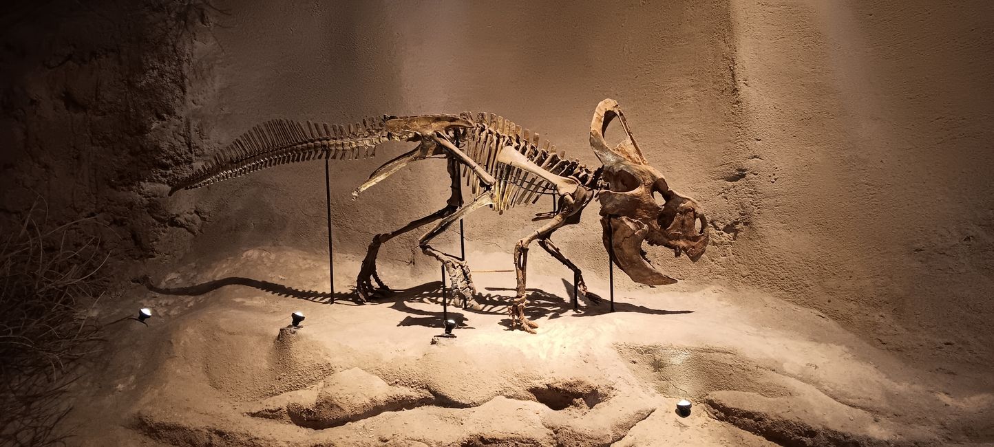 Museum of Natural History I