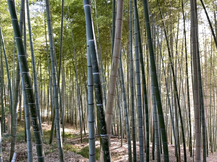 Bambuswald