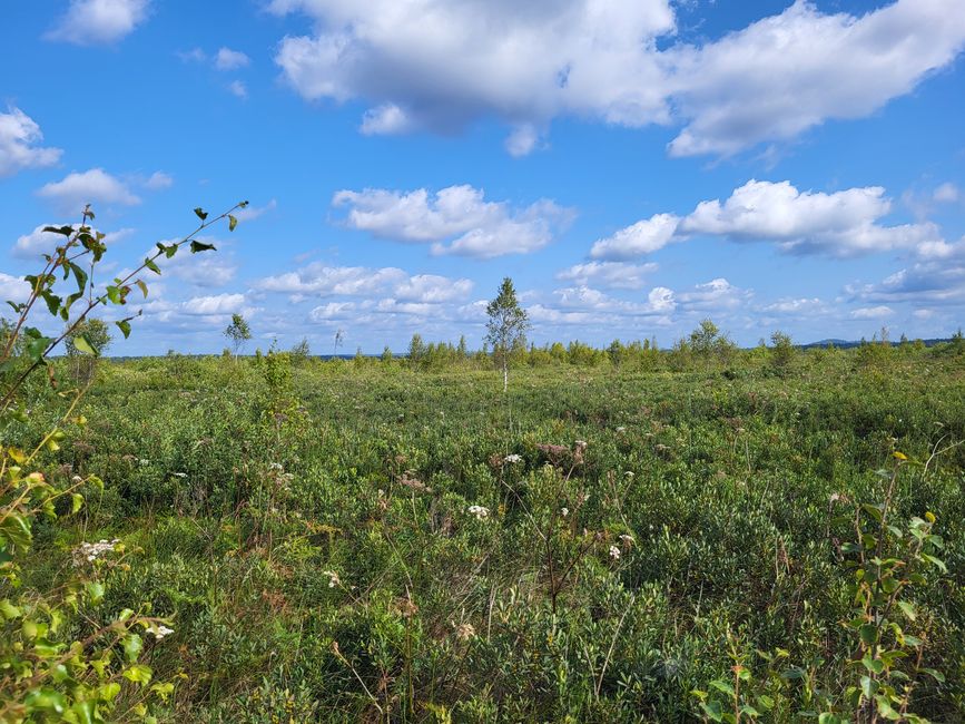 Moor Store Mosse Nationalpark