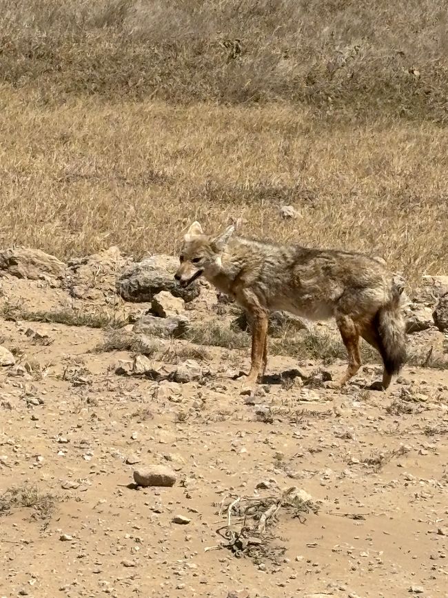 Serengeti Teil 3 - Die Rückkehr der Serengeti-Ritter