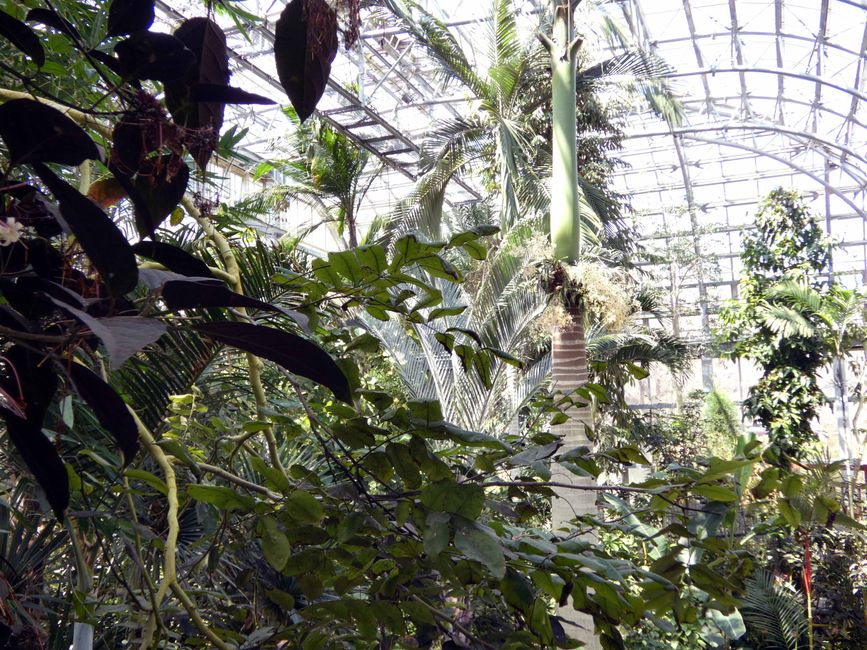 Greenhouse Makino Botanical Garden
