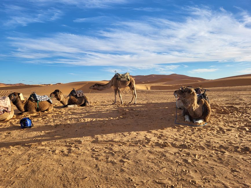Sahara