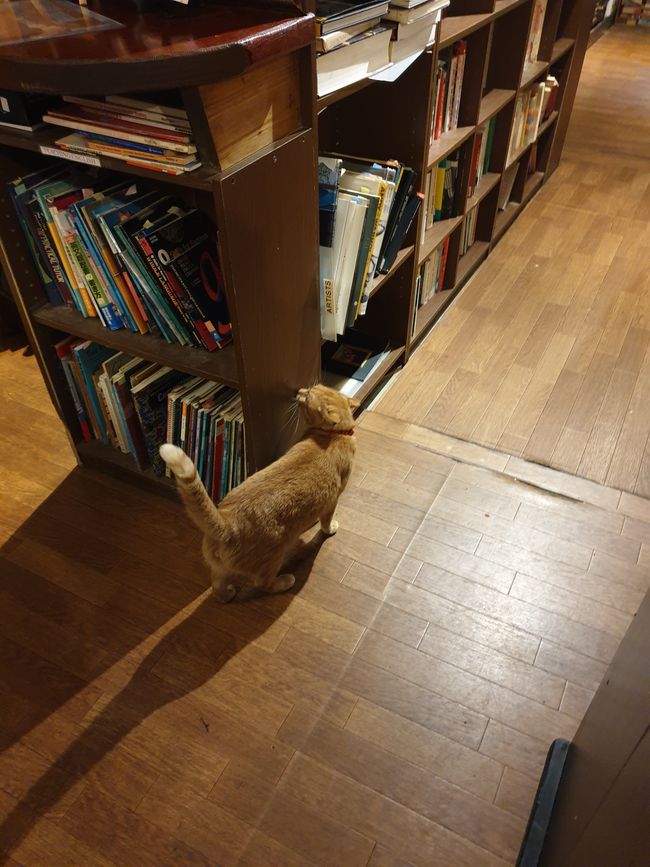 书店里的猫