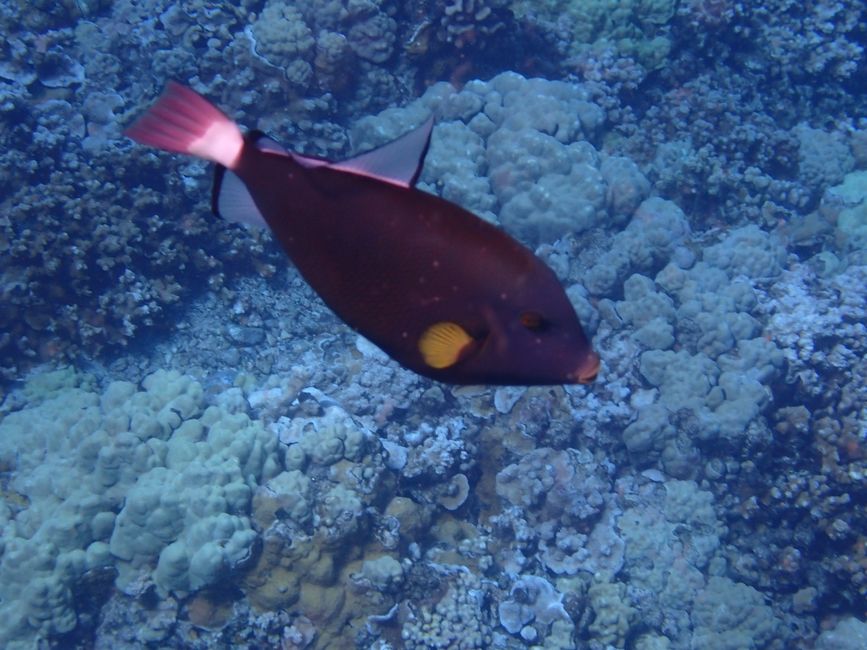 Snorkeling à Molokini - Poisson-perroquet à queue rouge