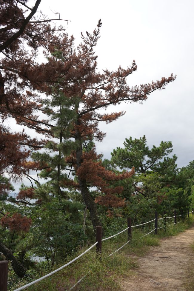 Paseo sobre el cielo de Pohang