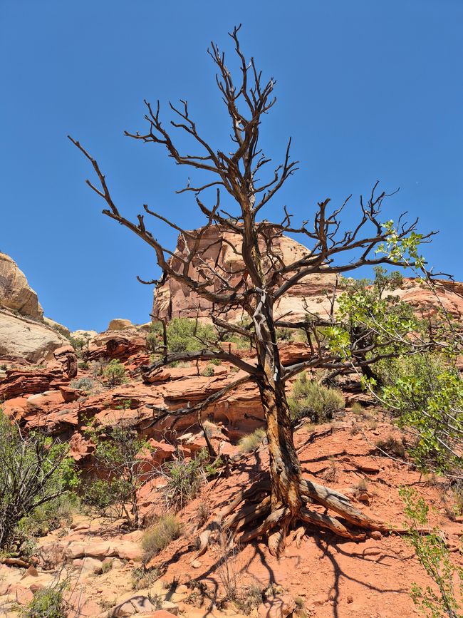 Weg zum  Bryce Canyon