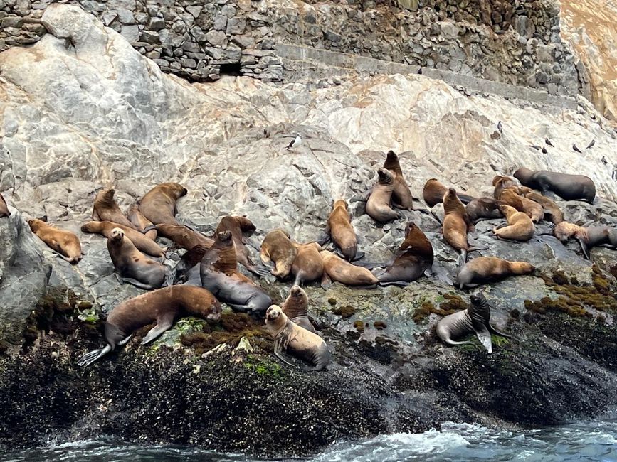 Swimming with sea lions in Callao