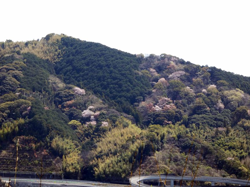 Aussicht vom Makino Botanical Garden, Kirschblüten im Wald