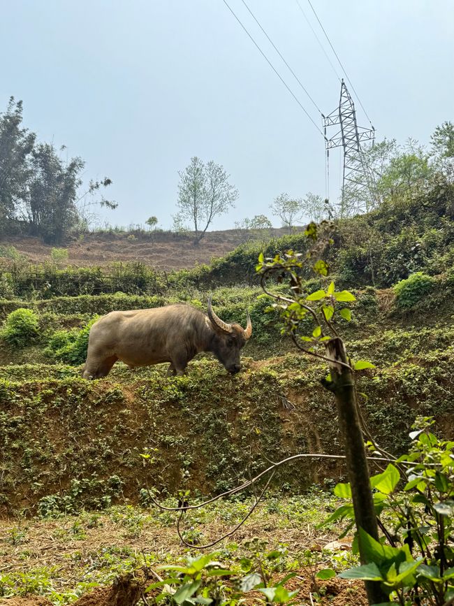 Buffalo in libertà