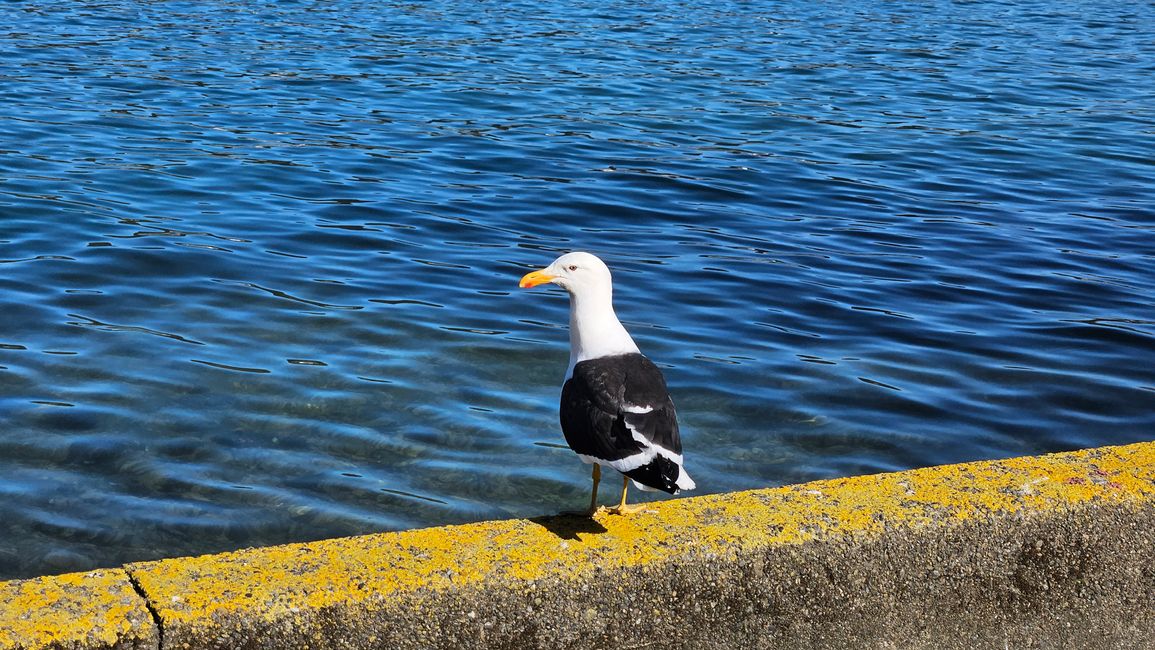 Lower Hutt - Wellington