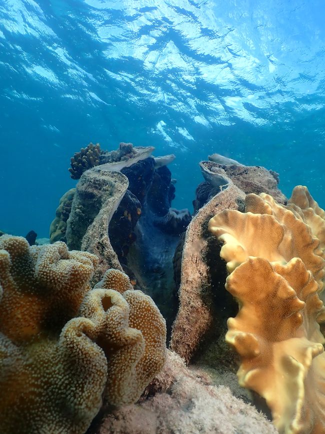 Great Barrier Reef