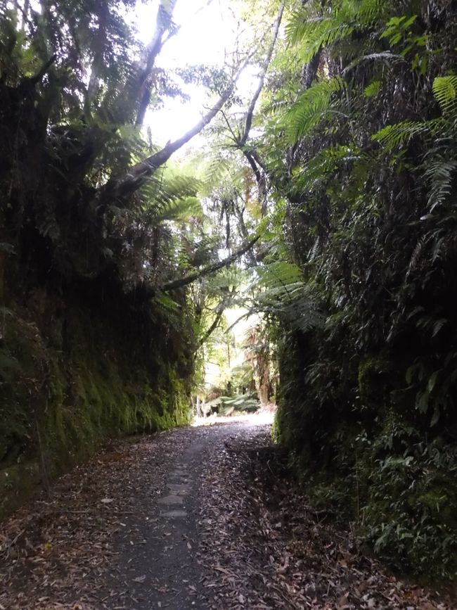 2025-03-29 Tongariro, Timber Trail und ...