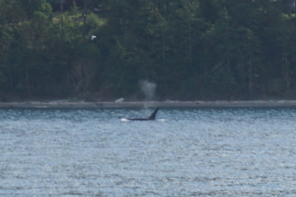 Day 18: Whale Watching