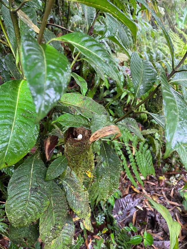 Nest mit Eiern eines Kolibris