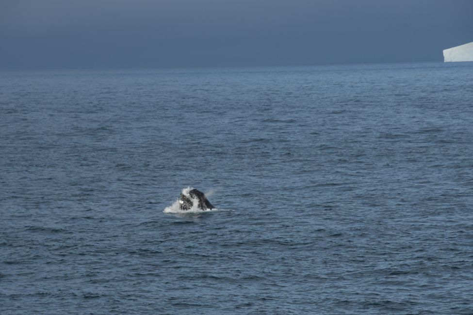 Buckelwal / Humpback whale