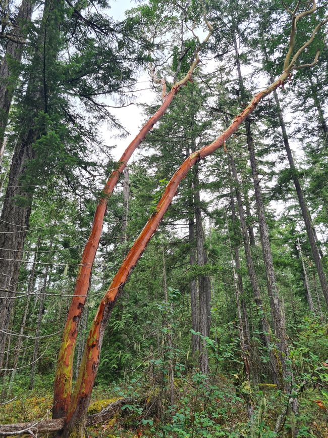 Arbutus (Erdbeerbaum) - oder für uns auch "Fleischwurstbaum" 🤣