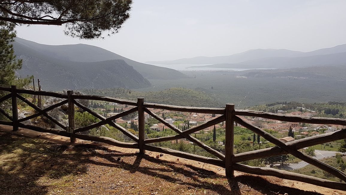 View over the olive grove of Amfissa-Delphi