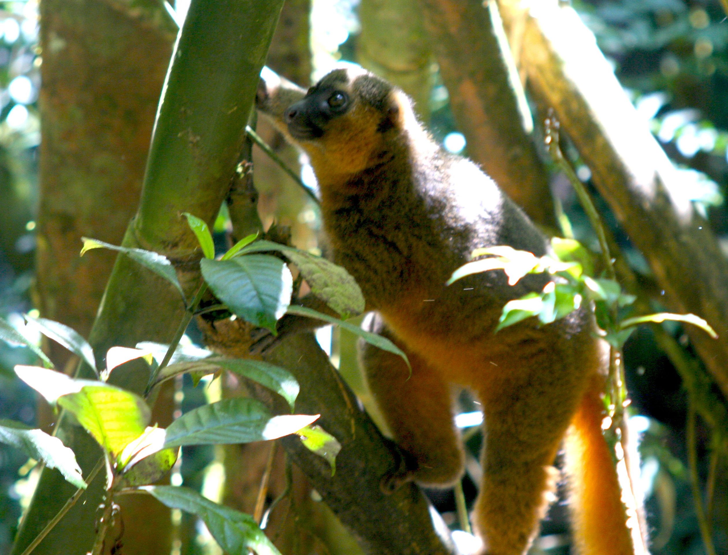 Golden bamboo lemur