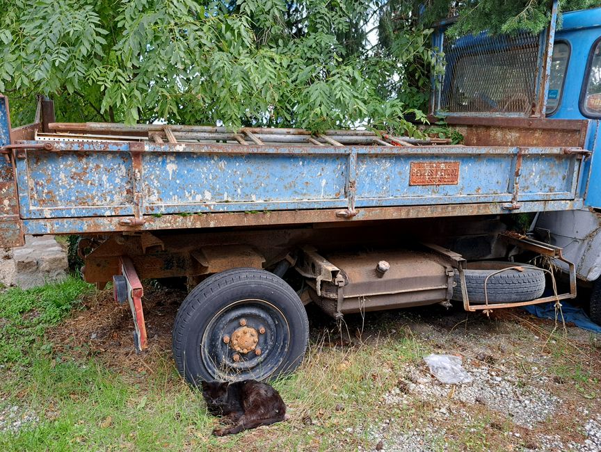 Nicht ins Haus gelassene Katze