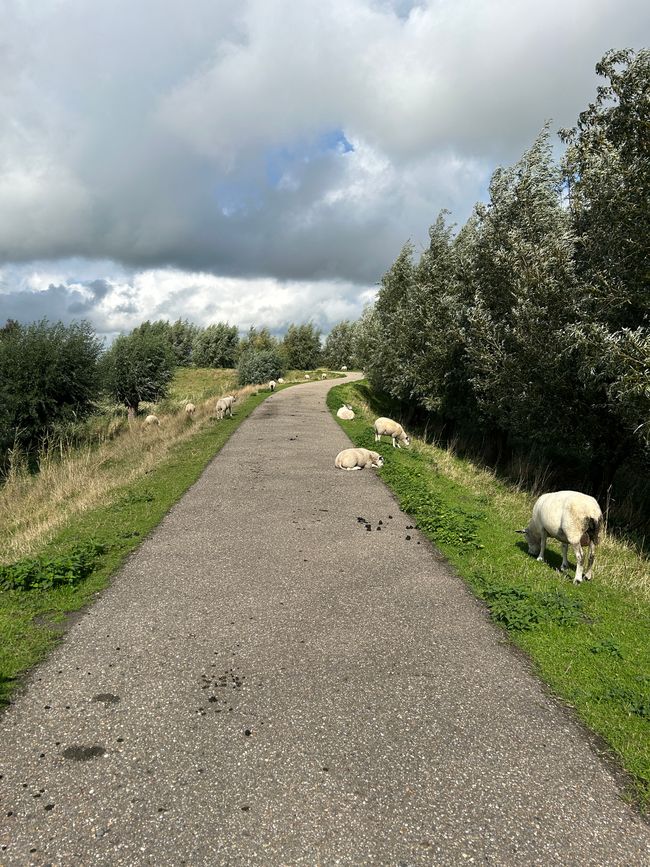 Schafe weit und breit