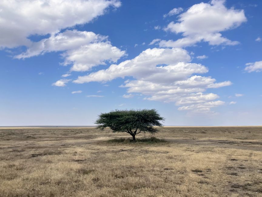 En la Serengeti - Día 1
