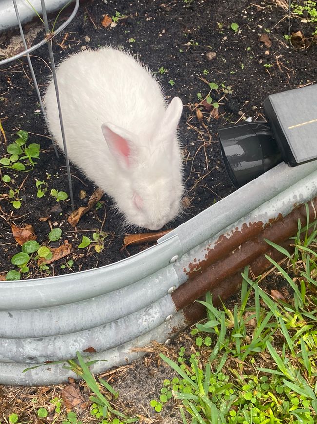 Der <Hase gehörte zum Haus und war sehr zutraulich