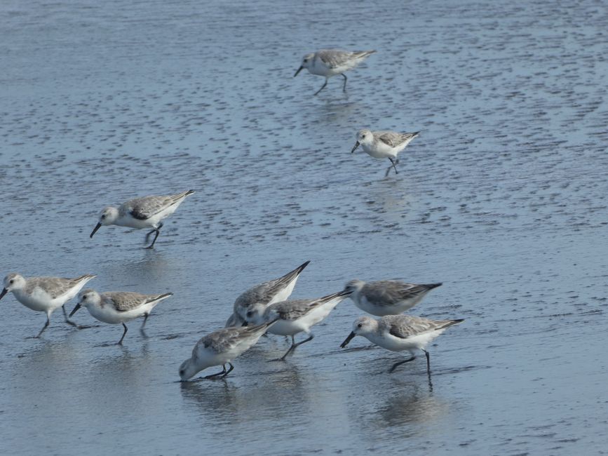 Birds on Tortugero Beach