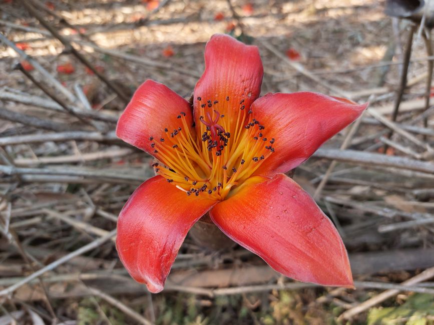 Wunderschöne Blüten am Wegesrand