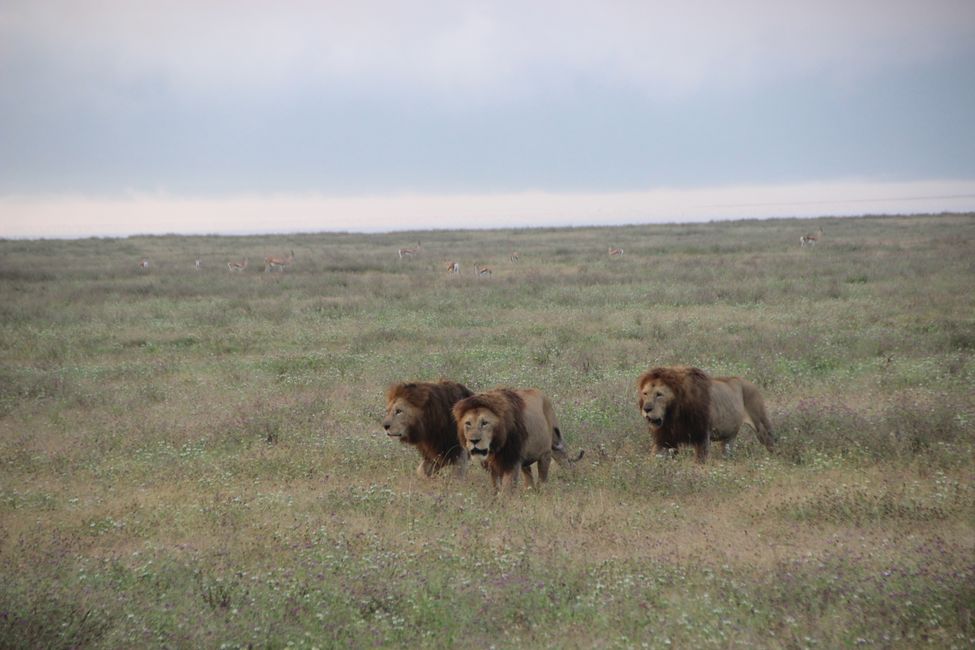 Welcome in the Ngorongoro Crater by 3 handsome guys