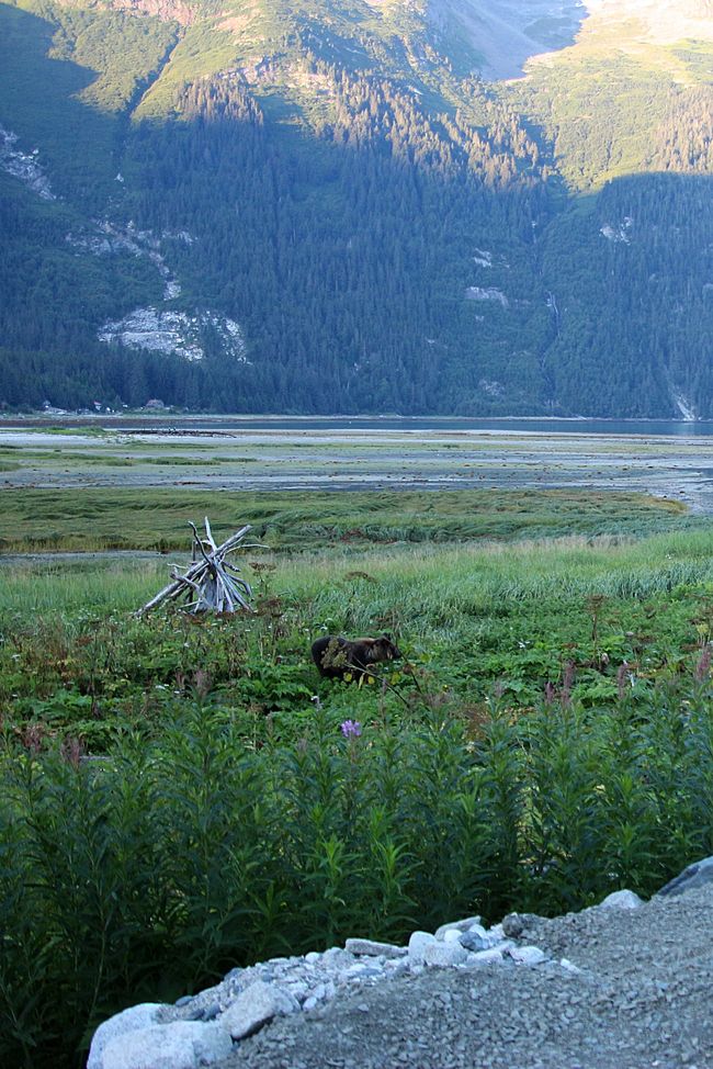 Tag 26: Chilkoot River - großes Bärenkino & Fotoshooting mit "Lulu"