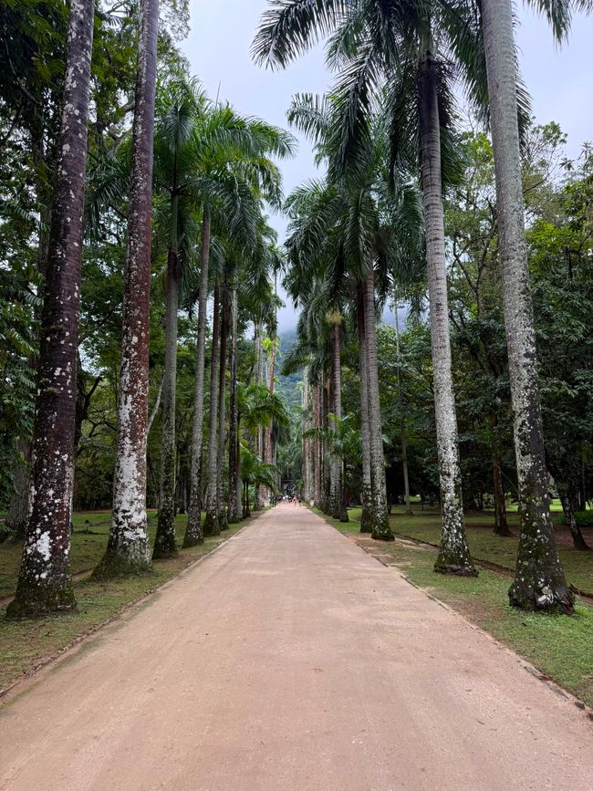 A quiet dirt path runs through a lush tropical grove lined with tall palm trees. The scene feels calm and inviting, with dense greenery and a soft, overcast sky overhead.